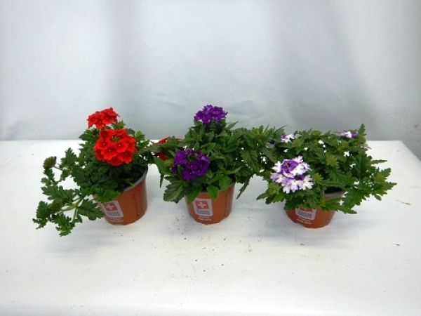 VERBENA