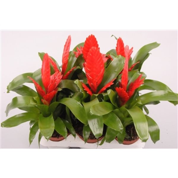 VRIESEA KALISTO