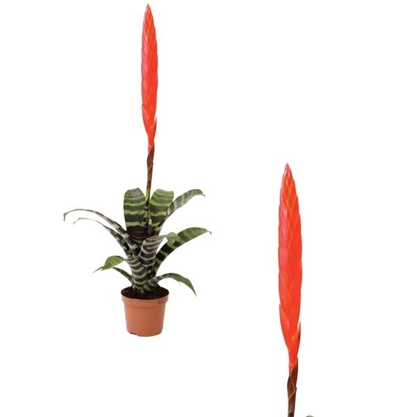 VRIESEA SPLENRIET