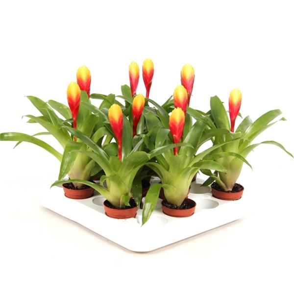 VRIESEA TIFANNY