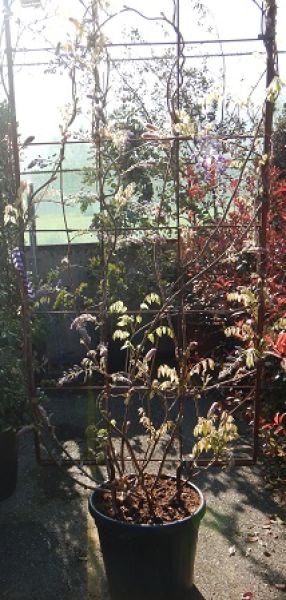 WISTERIA IKOIAMA FUJI