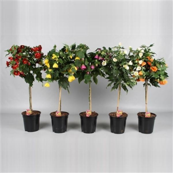 ABUTILON TIGE MIX