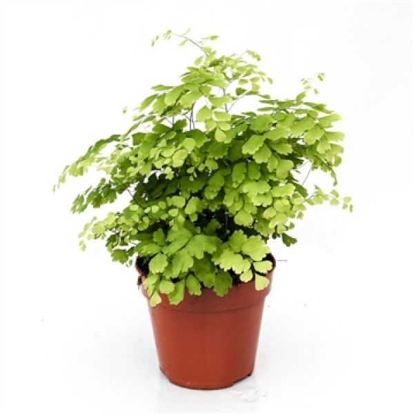 ADIANTUM FRAGRANS