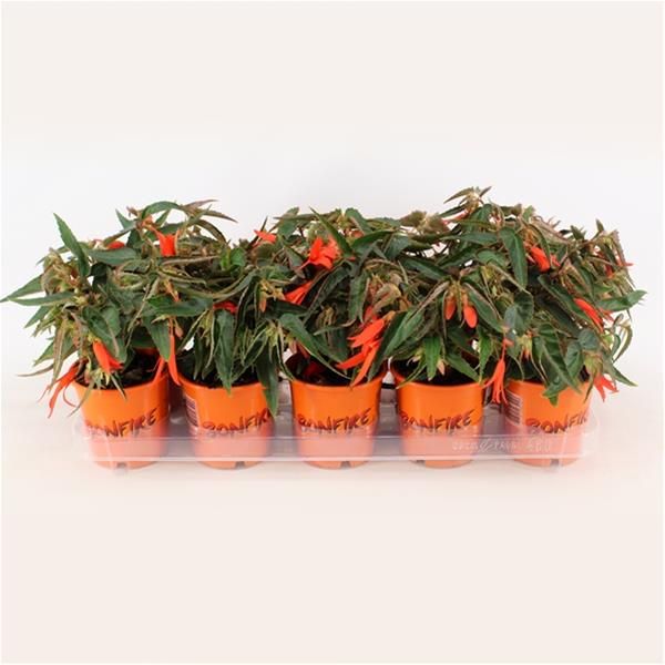 BEGONIA BONFIRE