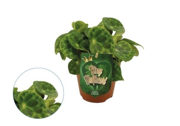 BEGONIA KINGIANA-S