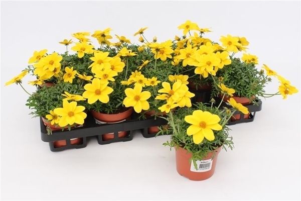 BIDENS COMPACT
