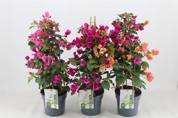 BOUGAINVILLEA SANDER. PYRAMIDE