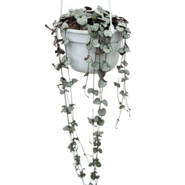 CEROPEGIA WOODII VARIEG.