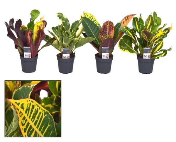 CODIAEUM MIX