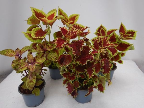 COLEUS