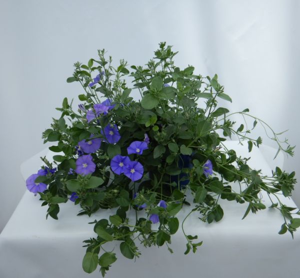 CONVOLVULUS