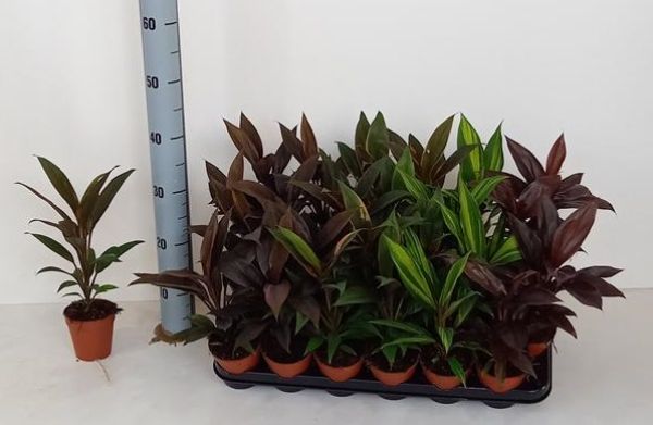 CORDYLINE MIX