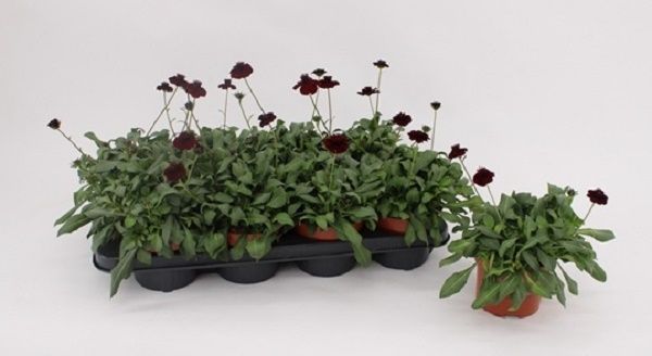 COSMOS ATROSANGUINEUM