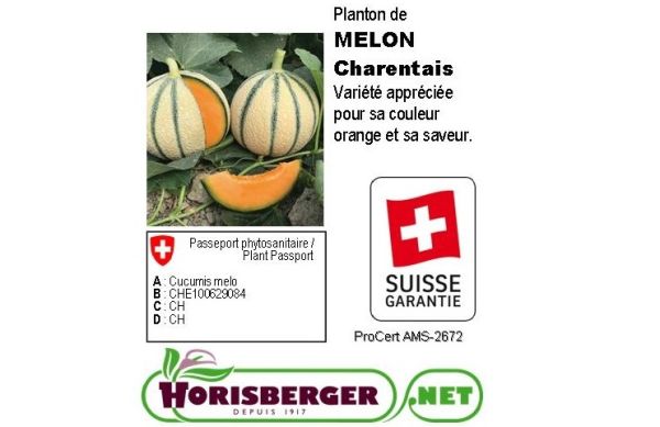CUCUMIS MELO/MELON