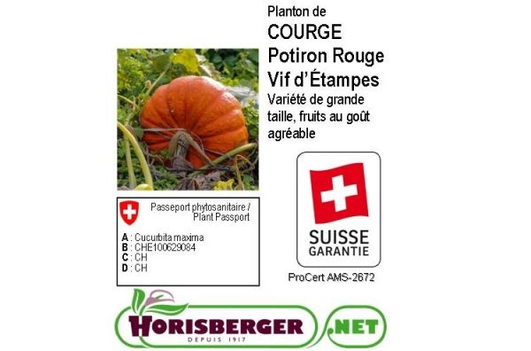 CUCURBITA PEPO/COURGE