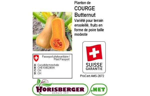 CUCURBITA PEPO/COURGE