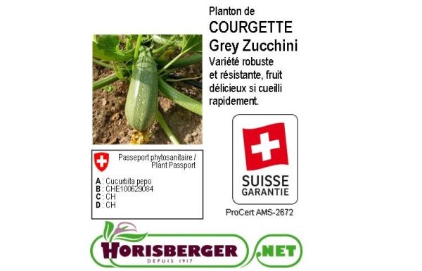 CUCURBITA PEPO/COURGETTE VERTE