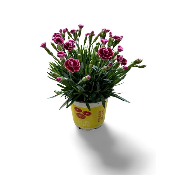DIANTHUS LUCKY LIPS LARA