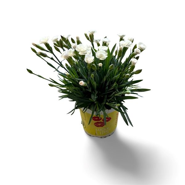 DIANTHUS LUCKY LIPS LISA