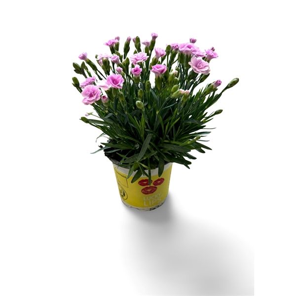 DIANTHUS LUCKY LIPS LOLA