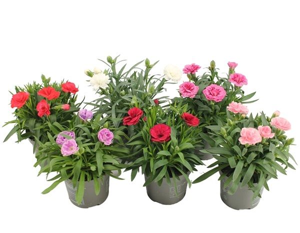 DIANTHUS OSCAR MIX