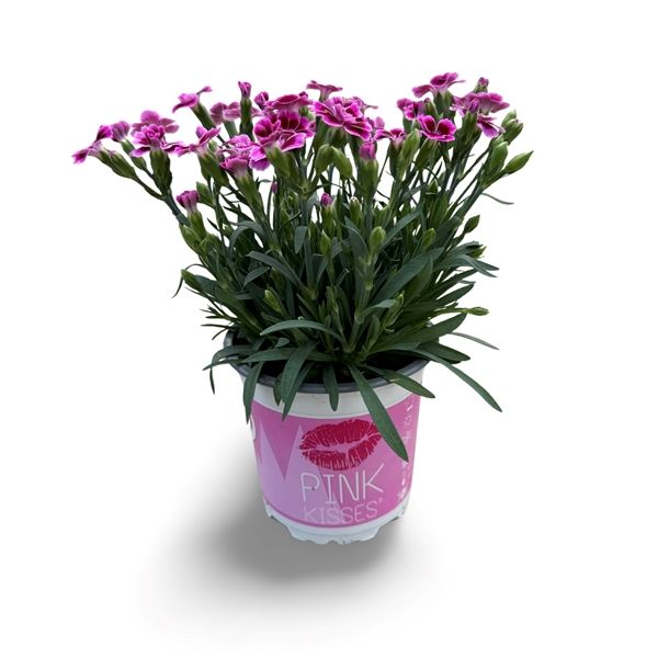 DIANTHUS PINK KISSES