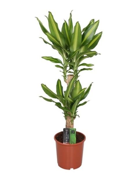 DRACAENA FRAGRANS MASS COAST