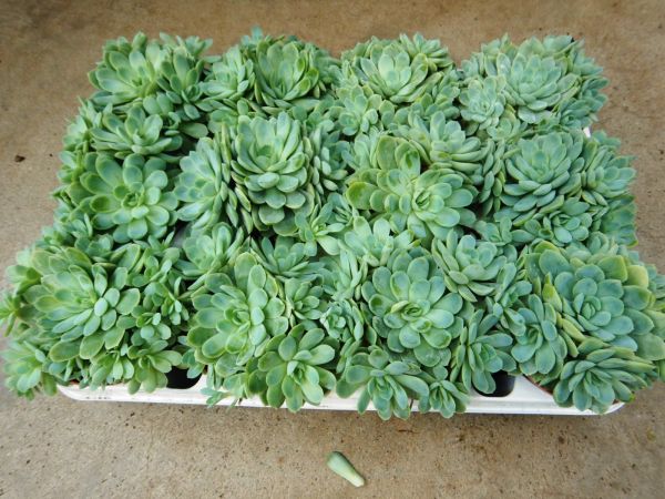 ECHEVERIA ELEGANS