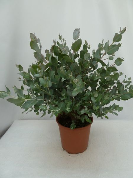 EUCALYPTUS CORDATA