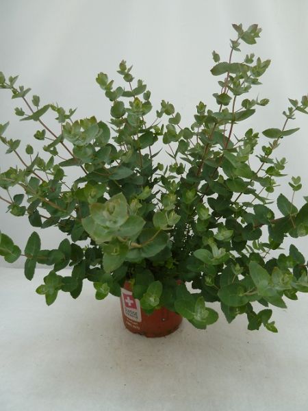 EUCALYPTUS CRENULATA