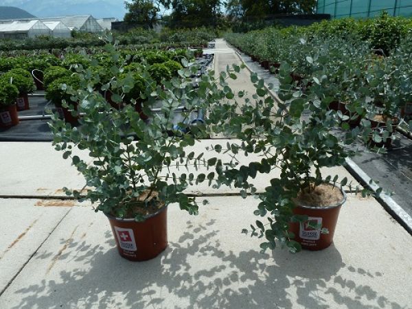 EUCALYPTUS GUNNII