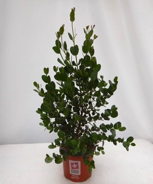 EUCALYPTUS SUBCRENULATA