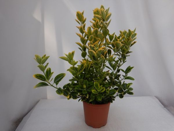 EUONYMUS JAP. AUREA