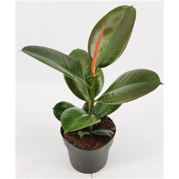 FICUS ELASTICA pot 19 cm