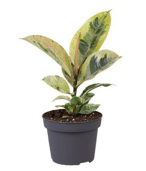 FICUS ELASTICA SCHRIJVERIANA