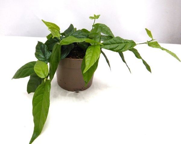 FICUS RADICANS GREEN