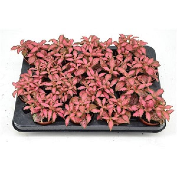 FITTONIA pink special