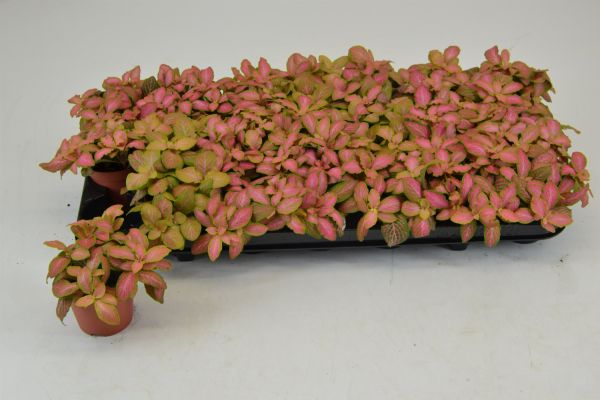 FITTONIA RUBY LIME
