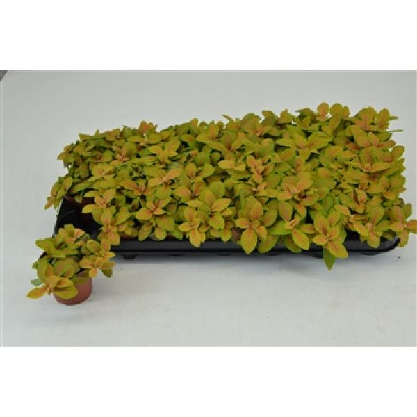 FITTONIA SKELETON