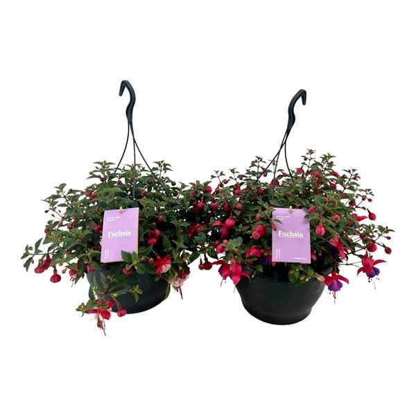 FUCHSIA SUSPENSION