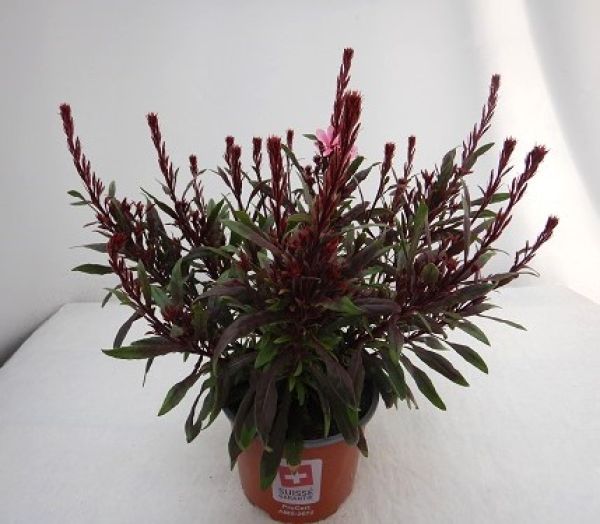 GAURA