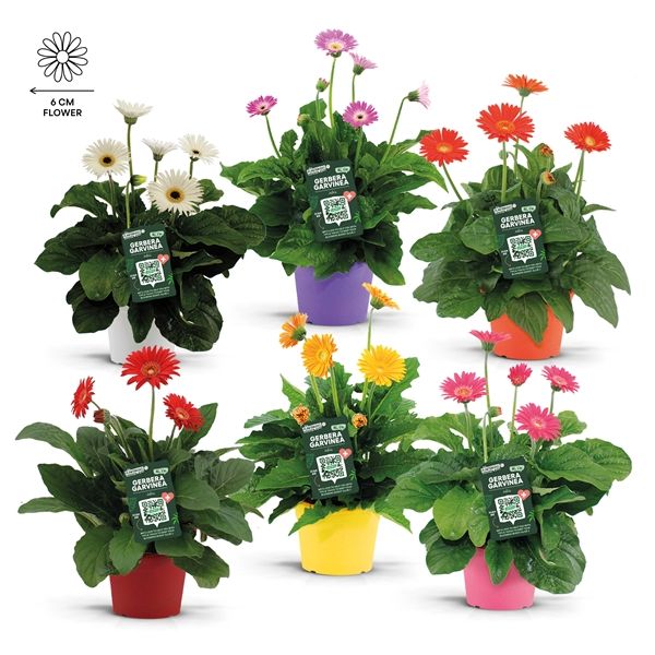 GERBERA GARVINEA