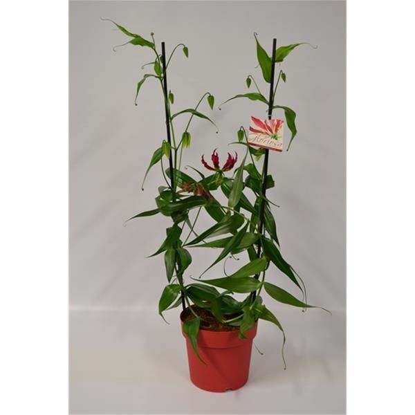 GLORIOSA