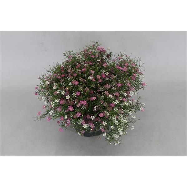 GYPSOPHILA MURALIS DUO
