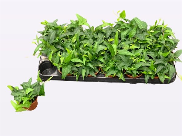 HEDERA HELIX ALKE