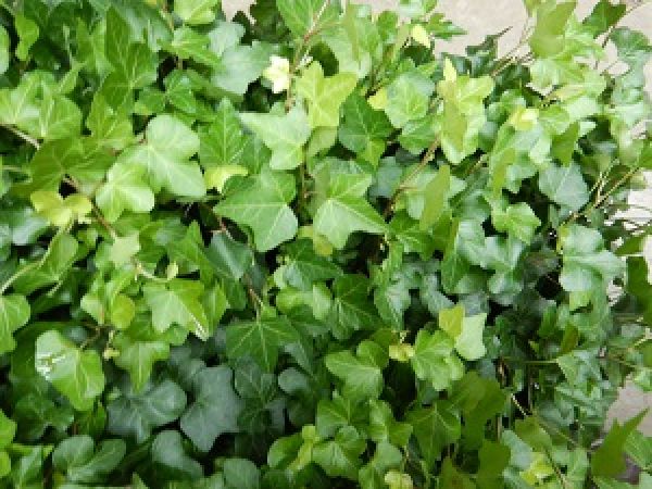 HEDERA HELIX WONDER