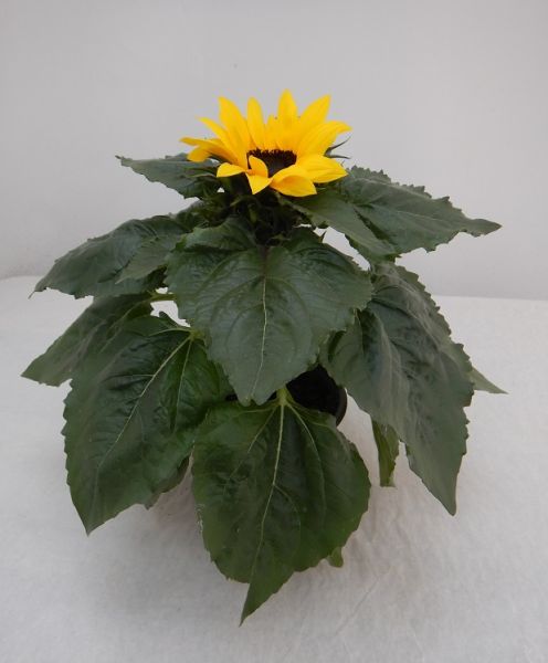 HELIANTHUS