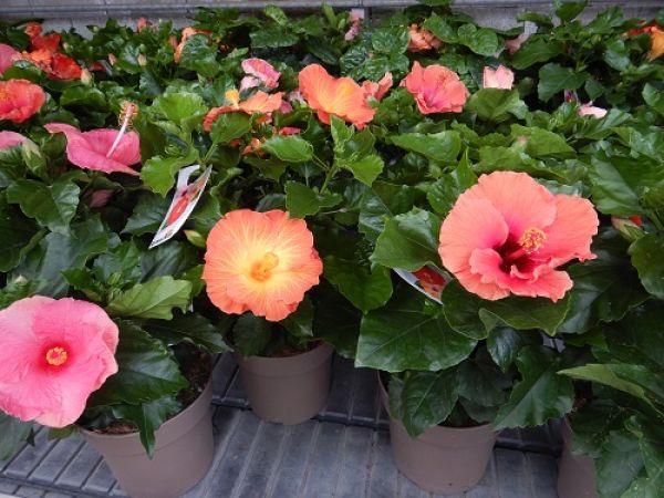 HIBISCUS ROSA-SINENSIS TOUFFE