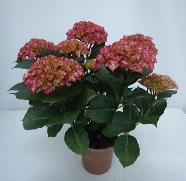 HYDRANGEA MACROPHYLLA
