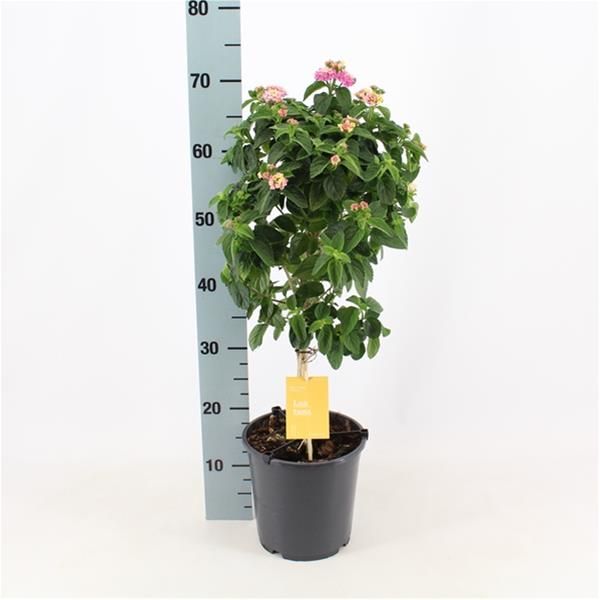 LANTANA CAMARA TIGE